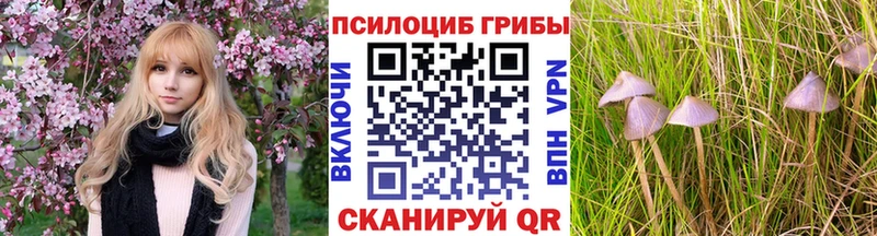 Купить закладки Кировск Галлюциногенные грибы Psilocybine cubensis